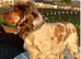 ️ READY NOW KC Chocolate Show Type Cocker Puppies️