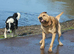 Golden lab retriever for stud