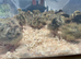 Jumbo quail chicks for sale