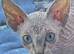 Sphnx kitten For sale
