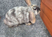 Male Mini Lops
