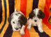 Adorable Jackapoo Pups Ready Now