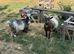 2 Whether Pygmy Goats
