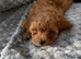 Cavapoochon puppy