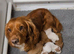 Cocker spaniel pups