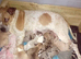 8 beautiful staffordshire puppies