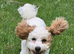 Stud dog