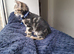 12 week old male kitten