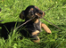 3/4 Daxi cross 1/4 Yorkie pups.