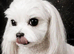 TINY KOREAN MALTIPOO PUPPIES