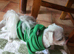 Korean Maltese boy for sale