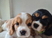6 Cavalier King Charles Spaniel puppies