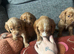 Four beautiful cocker spaniel female puppies for Sale!