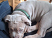 British bulldog x