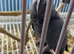Congo African grey Glasgow