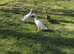 3 ducks