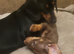 Last of the litter, miniature dachshund chocolate daple boy