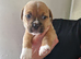 7 week old pocket bullys