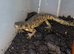 2 Spanish Ribbed Newts: Unsexed, Related
