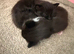 5 Beautiful Kittens