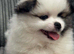 Tiny Teddy Bear Pomeranian Puppies for sale