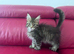 Maine coon female active