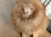 Stunning lilac Pomeranian