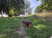 Dachshund mix