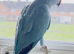 Very beautiful blue Indian ringnick parrot