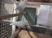 Afghan pigeon (plz read description first)