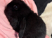 baby mini lops