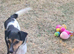 Jack Russell puppies
