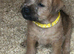 Jack Russell x Border Lakeland puppies