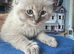 Female ragdoll
