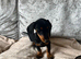 3 beautiful Black and Tan miniature dachshund girls available