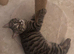 british shorthair x kitten