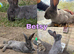 2 x Beautiful Continental Giant × French Lop Babies