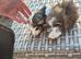 Baby Guinea Pigs Smooth, Crested, Fuzzy and AbbyBeautiful baby boys i have funky coated, crested and smooth in gorgeous colours All friendly, happy a