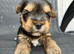 ️️Yorkshire terrier pure rehoming soon last Girl