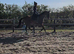 Kind Genuine Gelding looking for his person