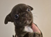 6 KC registered chi puppies