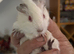 3 x baby guinea pigs for sale £35 each