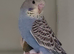 Lovely budgie quite tame getting better every day