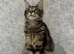 TICA Registered Maine Coon Kittens