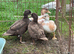 Call Duck pairs various prices