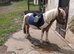 10.1 3 year old gelding
