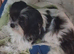 3 year old little lady needs a new home