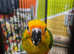 Stunning hand reared steady tame sun conures available need some training