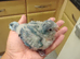 Blue baby Quaker hand rearing