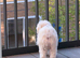 Cute puppy looking to re-home (for someone god experienced)